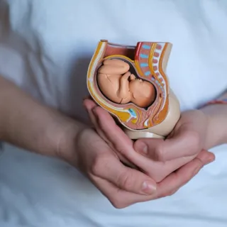 person holding a model of a pregnant female torso showing the fetus