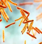 Tuberculosis bacteria under microscope